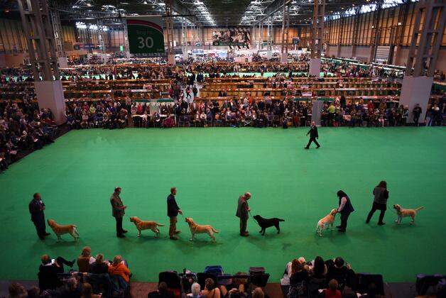 national show tv schedule national show 2016 tv schedule live top breeds and more bleacher report national show tv schedule national show 2016 tv schedule live top breeds and more bleacher report