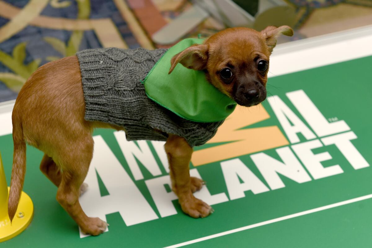 puppy bowl mvp vote puppy bowl xiii 2017 recap mvp highlights and reaction bleacher report puppy bowl mvp vote puppy bowl xiii 2017 recap mvp highlights and reaction bleacher report