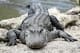 An American Alligator rests on a rock at the alligator lagoon at Everglades Alligator Farm in Homestead, Florida, on June 24, 2016.
Florida, famed for its turquoise beaches, is almost as well known for its alligators. Humans are not their favorite meal, but one would not know that from the recent series of alarming gator attacks on people. / AFP / RHONA WISE / TO GO WITH AFP STORY by Leila MACOR, 'Encounters between gators, humans on rise in Florida' (Photo credit should read RHONA WISE/AFP/Getty Images)