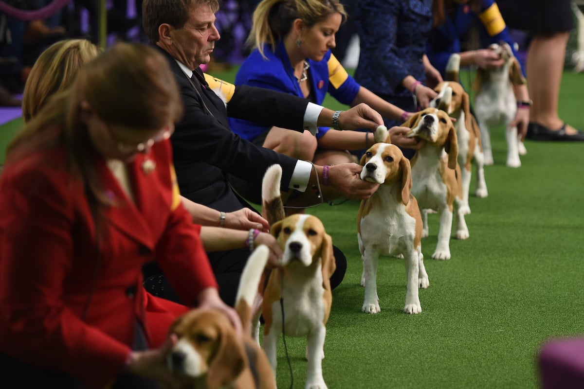 Westminster Dog Show Breed Results Westminster Dog Show Breed Results