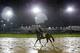 LOUISVILLE, KY - MAY 05: State of Honor runs on the track during morning training prior to the 143rd Kentucky Derby at Churchill Downs on May 5, 2017 in Louisville, Kentucky. (Photo by Michael Reaves/Getty Images)
