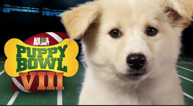 Puppy Bowl VIII: 5 Best Videos from Last 7 Years