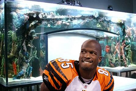 The 30 Dumbest Decisions Ever Made by Professional Athletes