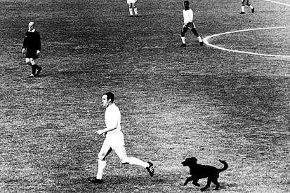 World Football: 6 Crazy Animal-on-the-Pitch Interruptions