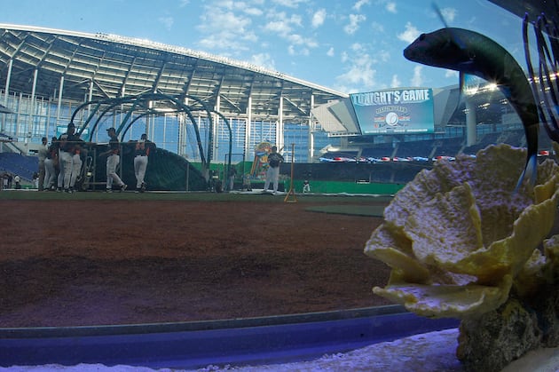 Miami Marlins Fish Tank and the Most Ridiculous Gimmicks in Sports