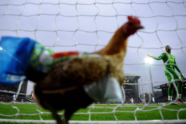 The Blackburn Rovers Chicken and the 15 Craziest Animal Streakers