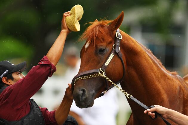I'll Have Another: Pedigree, Purchase Price, Photos and More