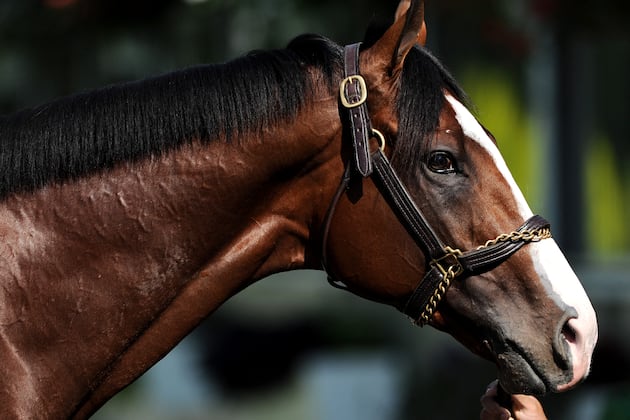 Belmont Stakes 2012 Winner: 5 Fun Facts About Union Rags