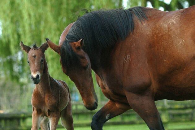 Taking a Look at the Top 5 Freshman Sires