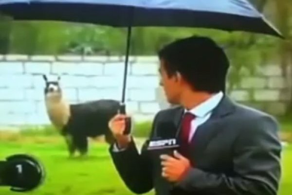 The Funniest Sports Reporter Fails