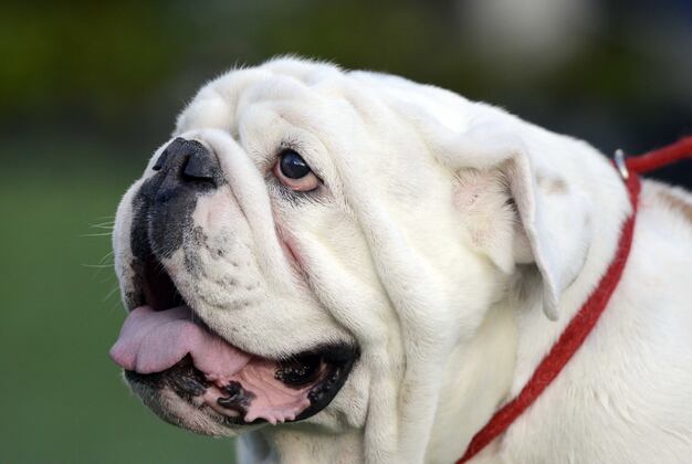 Georgia Football Recruiting: Bulldogs' National Signing Day Wish List