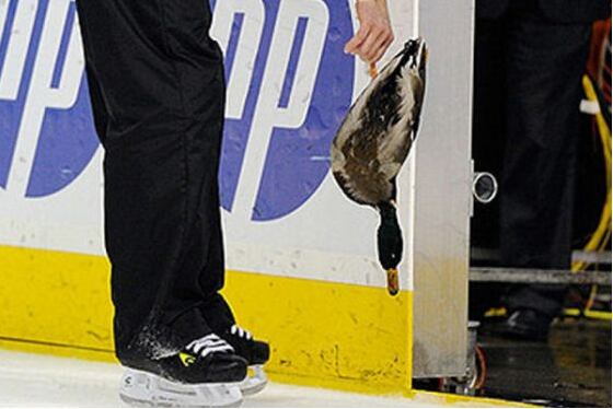 Craziest Items Thrown on the Ice During an NHL Game