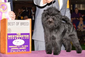 Westminster Dog Show 2013 Results: Best of Breed Winners and Day 2 Recap