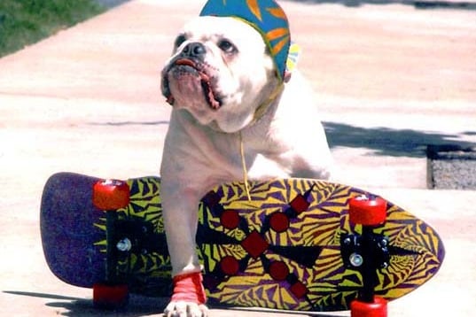 The 25 Best Animal Athletes