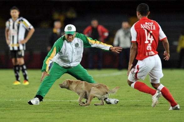 Defiant Ducks, Sassy Squirrels and More: The Top 5 Animal Pitch Invaders