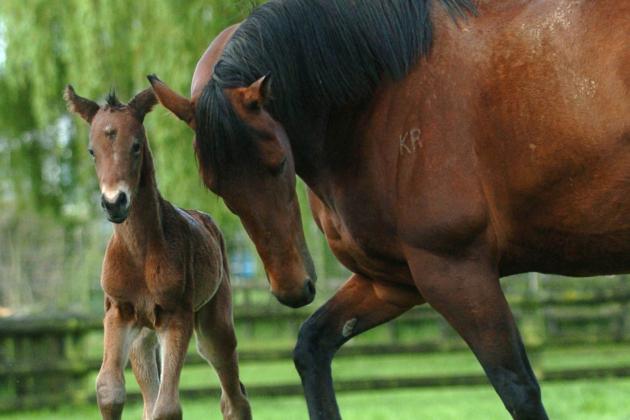 Preakness Horses 2013: Pedigree, Race Records for Each Horse
