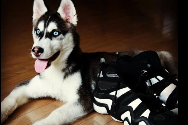 The 20 Most Adorable Unofficial Mascots in Sports