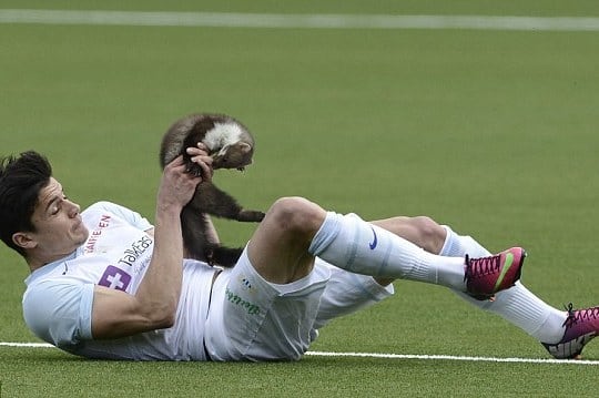 Athletes vs. Animals