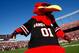 Cocky will get to strut his stuff in front of what is expected to be a sellout crowd on Saturday when South Carolina takes on Kentucky.