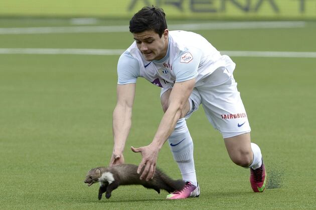 20 Animals That Really Wanted to Play Sports