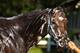 The feel-good story: Paynter.