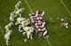 Stanford's power offense neutralized Oregon's defensive speed and allowed the Cardinal to pound away at the Ducks.