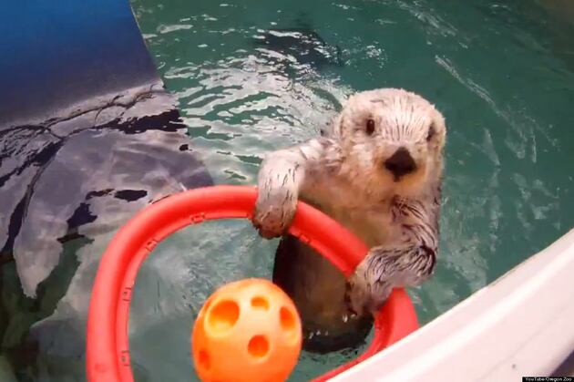 GIFs of Animals Playing Sports
