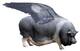 Sus Scrofa Avionica