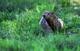 Right, so this is not an actual mole. Work with me.