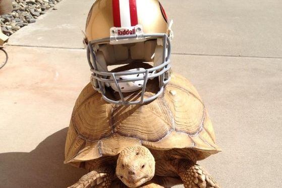 Weirdest Athlete Pets