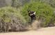 It was another of those "Oh no, Phil" moments that cost him a title in the desert.