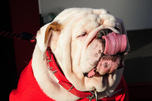 Georgia National Signing Day Preview: Targets, Predictions and Rumor Roundup