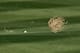 A tumbleweed heads toward a golf ball on a fairway at Dove Mountain.