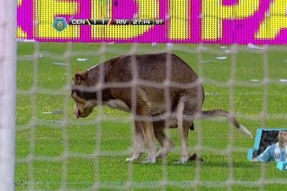 The 10 Craziest Pitch Invaders