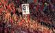 Rice-Eccles Stadium crowd