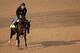 Dance With Fate, head bowed, trains at Churchill Downs.