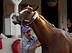 California Chrome gets a bath.