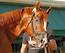 Remember this guy? The Derby winner?