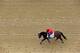 Social Inclusion is hot heading into the Preakness.