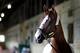 California Chrome takes aim at history.