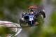 Daniil Kvyat