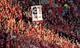 A packed Rice-Eccles Stadium