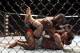 Apr 27, 2013; Newark, NJ, USA; Jon Jones (black shorts) competes against Chael Sonnen (white shorts) during UFC 159 at the Prudential Center. Mandatory Credit: Brad Penner-USA TODAY Sports