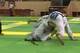 Using his under-hook and his left-butterfly hook, Maia creates space to insert his right hook into an X-guard.