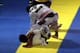From butterfly guard, Maia is once again able to under-hook his opponent's leg and transition to an X-guard.
