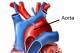 The aortic valve is the doorway between the heart and the aorta—the blood vessel that carries blood to the rest of the body.