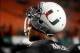 Nov 9, 2013; Miami Gardens, FL, USA; Miami Hurricanes quarterback Stephen Morris (17) after a 42-24 loss to the Virginia Tech Hokies at Sun Life Stadium. Mandatory Credit: Robert Mayer-USA TODAY Sports
