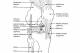 This image shows the basic anatomy of the knee as viewed from the front and outside.