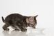 Kitten bowl... get it?