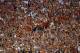 AUSTIN, TX - SEPTEMBER 21: Texas Longhorns fans cheer during a game against the Kansas State Wildcats at Darrell K Royal-Texas Memorial Stadium on September 21, 2013 in Austin, Texas. (Photo by Ronald Martinez/Getty Images)